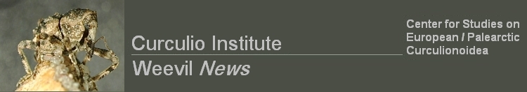Curculio-Institut / Weevil News: Center for Studies on European/Palearctic Curculionoidea